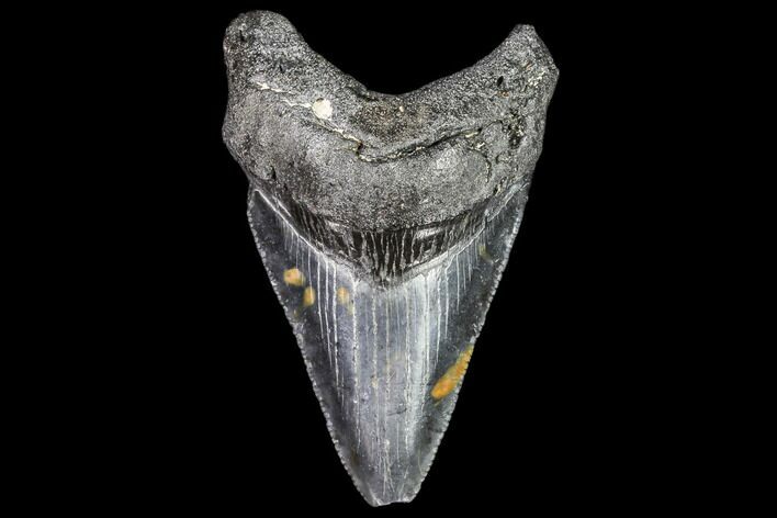 Juvenile Megalodon Tooth - Georgia #111606
